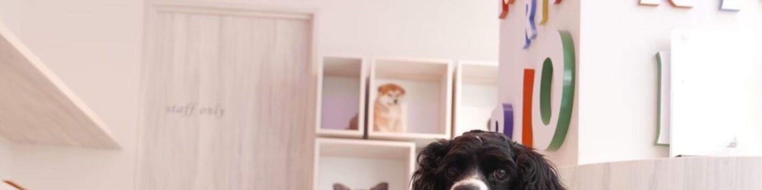 Dog Interaction Experience [Dog Cafe Rio Harajuku] - Klook